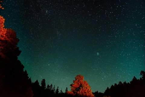 Pine, Arizona | Forest Timelapse Video stock 220029864
