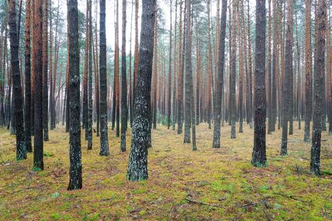 Pine autumn misty forest. Rows of pine trunks shrouded in fog on a cloudy day Stock Photos