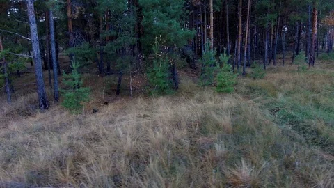 Pine on a background of birch trees Stock Footage 99593636