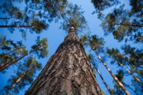 Pine on a background of blue sky. Stock Photos