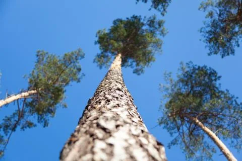 Pine on a background of blue sky. Stock Photos