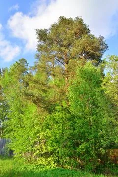 Pine on a background of blue sky Sunny day Stock Photos