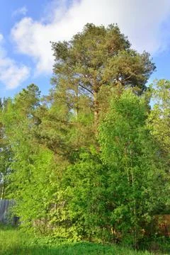 Pine on a background of blue sky Sunny day Foto stock