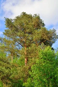 Pine on a background of blue sky Sunny day Stock Photos