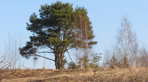 Pine on a background of clear sky Video stock 35584537