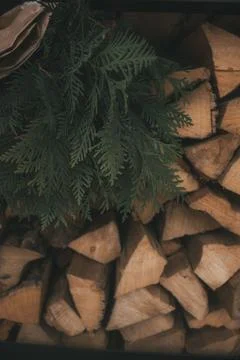 Pine on the background of firewood Stock Photos