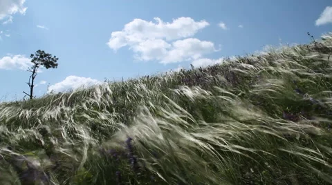 Pine on a background of the light-blue sky. Video stock 67672820