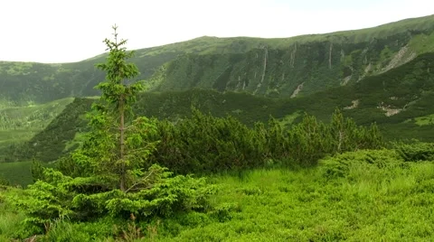 Pine on a background of mountains Stock Footage 68818655