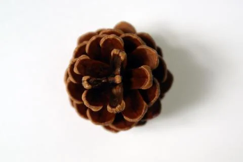 Pine background Stock Photos