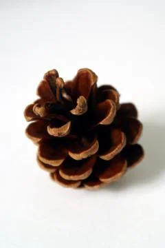 Pine background Stock Photos