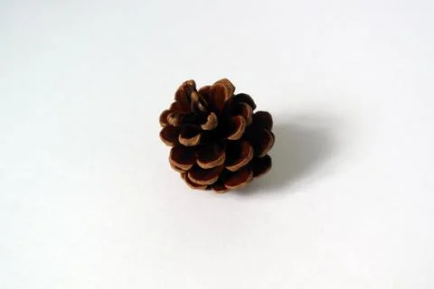 Pine background 스톡 사진