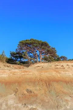 Pine on the background of a sandy cliff Stock Photos