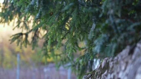 Pine background with stone wall Stock Footage 257242956
