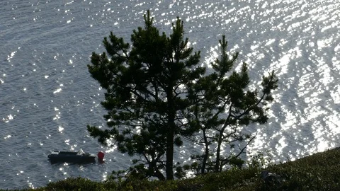 Pine on the background of the waves with sun highlights. Stock Footage 108495886