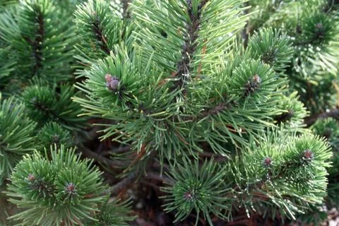 Pine backround Stock Photos