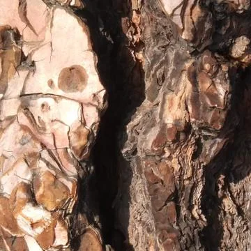 Pine bark 1 스톡 사진