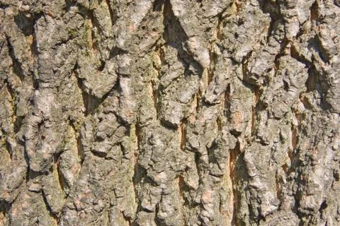 Pine bark 2 Stock Photos