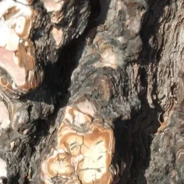 Pine bark 2 스톡 사진