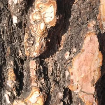 Pine bark 3 스톡 사진