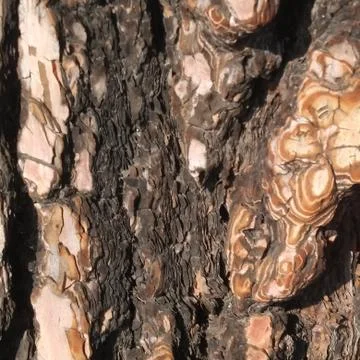 Pine bark 4 스톡 사진