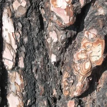 Pine bark 5 스톡 사진