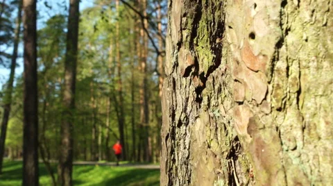 Pine bark and man running in the orange t-shirt Stock Footage 63357620