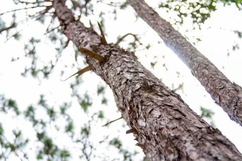 Pine bark and pine trees are back lighted in the daytime. Stock Photos