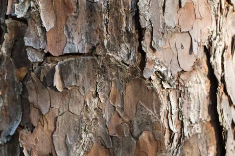 Pine Bark Background 2 Stock Photos