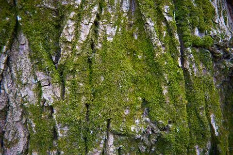 Pine bark background  and eucalyptus tree bark texture. Tree Bark with Lichens. Stock Photos