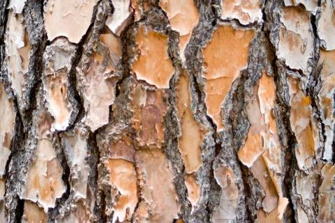 Pine bark background landscape Stock Photos