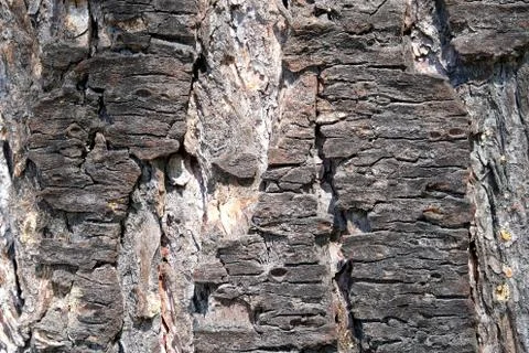 Pine bark background or texture. Fragment of pine tree bark. Stock Photos