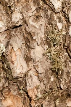 Pine bark background Stock Photos