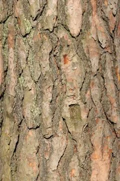 Pine bark background 库存照片