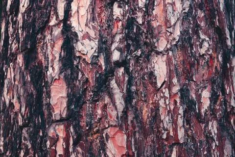 Pine Bark Background Stock Photos