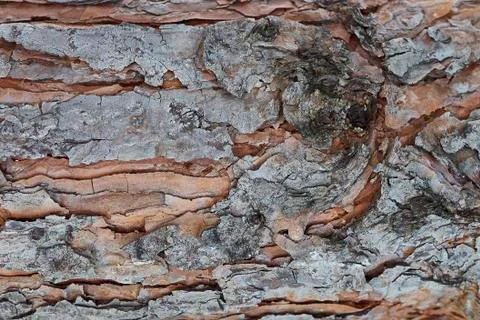 Pine bark background Stock Photos