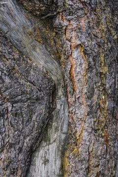 Pine bark as background Stock Photos