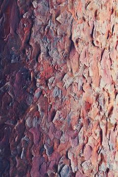 Pine bark background Stock Photos