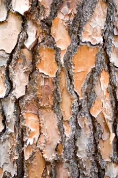 Pine bark background portrait Stock Photos