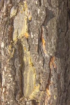 Pine bark a beautiful fragment of the shell of a tree brown Stock Photos