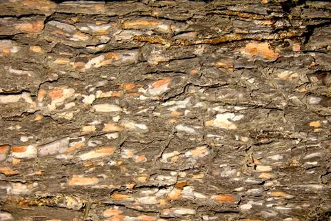 Pine bark a beautiful fragment of the shell of a tree brown Stock Photos