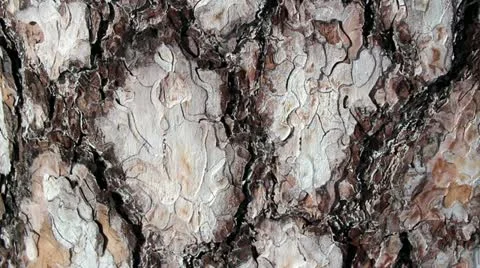 Pine bark brown bark bugs forest Stock Footage 21845065