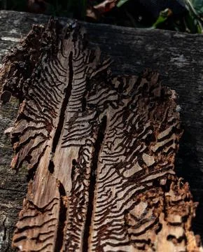 Pine bark with bug-made pattern 스톡 사진