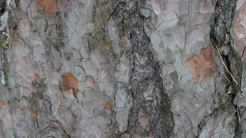 Pine Bark. The camera slowly slides over the surface of the Trunk Stock-Footage 123962314