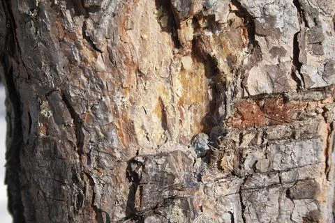 Pine bark close up background texture Stock Photos
