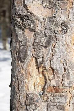 Pine bark close up background texture Stock Photos