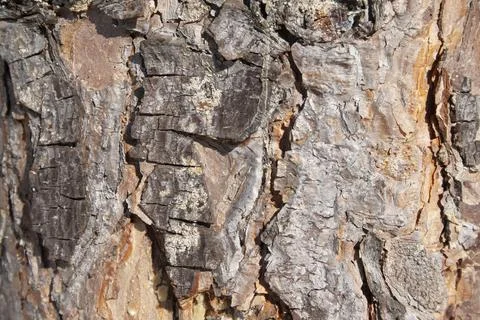 Pine bark close up background texture Foto stock