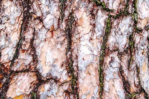 Pine bark, close up can be used as texture or background. Stock Photos