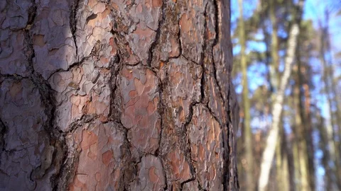 Pine bark close-up Stock Footage 104028594