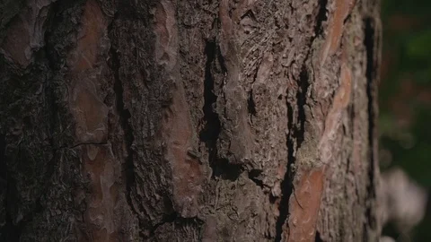 Pine bark close up Video stock 106944741