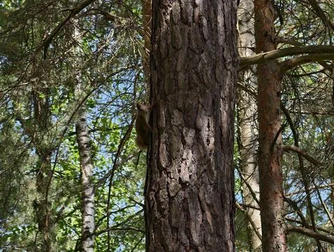 Pine bark close-up in forest Stock Photos